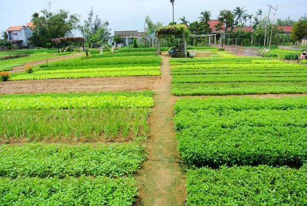 Green House Homestay Hoi An Exterior foto