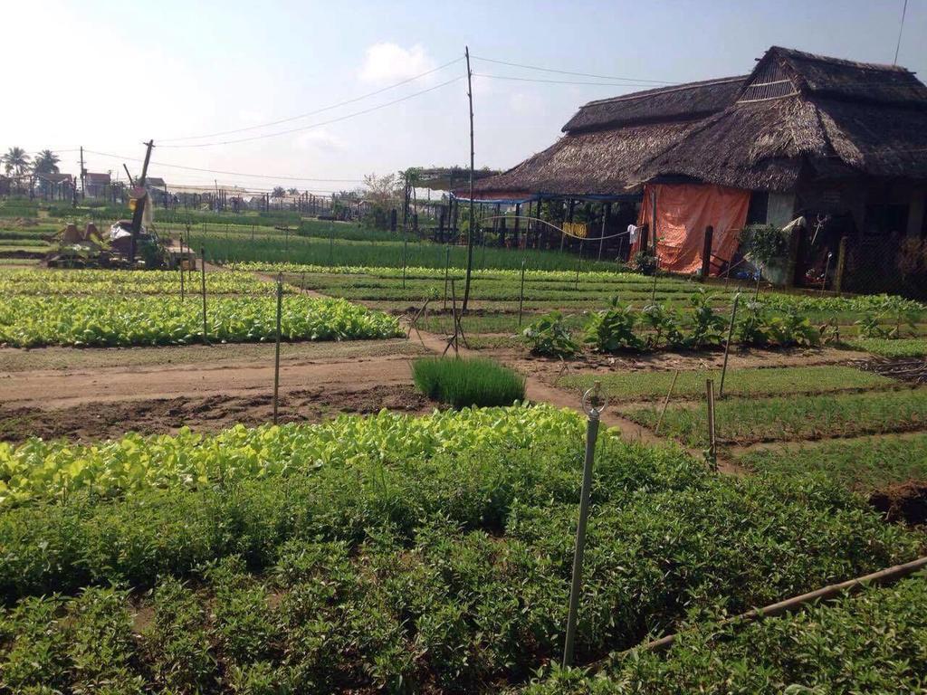 Green House Homestay Hoi An Exterior foto